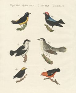Olika sorters manakins av German School