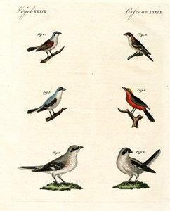 Olika sorters shrikes av German School