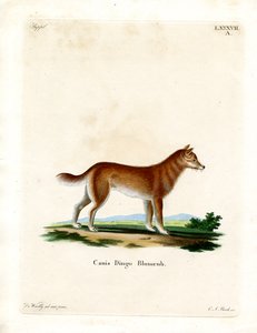 Dingo (färgad gravyr) av German School