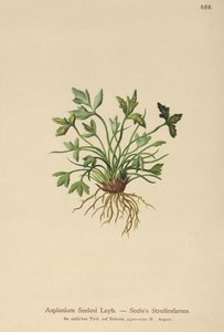 Dolomitmjältört (Asplenium Seelosii) av German School