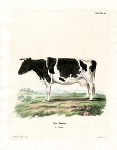 Tamboskap (färgad gravyr) av German School
