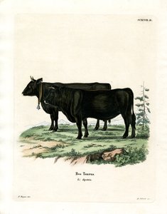Tamboskap (färgad gravyr) av German School