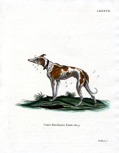 Tamhund (färgad gravyr) av German School
