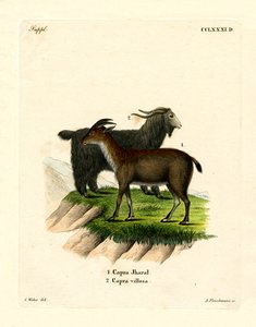 Tamget (färgad gravyr) av German School