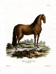 Tamhäst (färgad gravyr) av German School