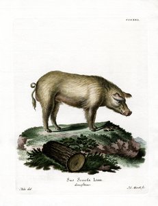 Tamgris (färgad gravyr) av German School