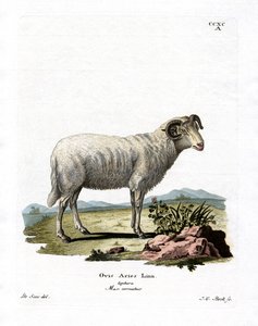 Tamfår (färgad gravyr) av German School