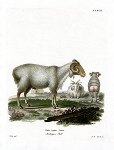 Tamfår (färgad gravyr) av German School