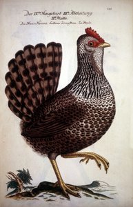 Tamhöna - tysk avhandling från 1700-talet. av German School
