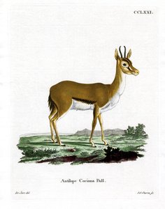 Dorcas Gazelle (färgad gravyr) av German School