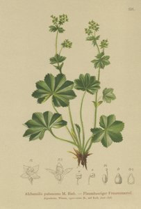 Downy Ladys Mantle (Alchemilla pubescens, Alchemilla glaucescens, ) av German School