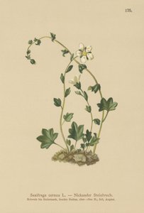 Hängande saxifrage (Saxifraga cernua) (färg litho) av German School