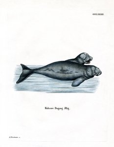 Dugong (färgad gravyr) av German School