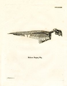 Dugong Skeleton (färgad gravyr) av German School
