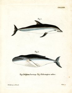 Dusky Dolphin (färgad gravyr) av German School