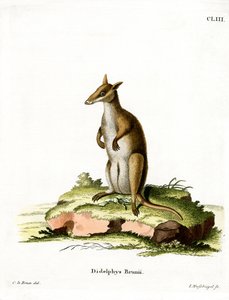Dusky Wallaby (färgad gravyr) av German School