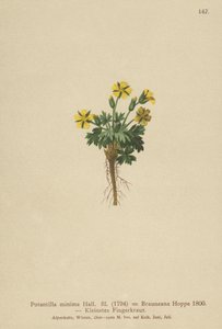 Dvärgpork (Potentilla minima, Potentilla Brauneana, Potentilla dubia) av German School