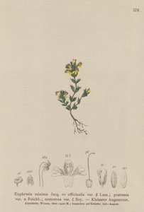 Dvärgögontröst (Euphrasia minima, Euphrasia officinalis, Euphrasia pratensis var. nemorosa) av German School