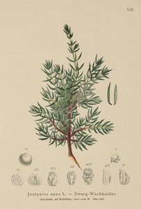 Dvärgenbär (Juniperus nana, Juniperus communis subsp. nana, Juniperus communis var. saxatilis) av German School