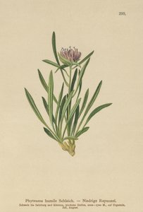 Dwarf Rampion (Phyteuma humile) av German School