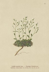 Dvärgklippkrasse (Arabis pumila) av German School