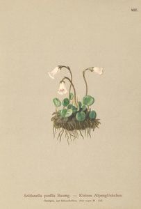 Dvärgsnöklocka (Soldanella pusilla, Soldanella alpicola) av German School