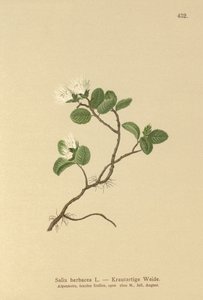 Dvärgpil (Salix herbacea) av German School
