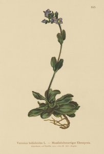 Dvärgblå speedwell (Veronica bellidioides) av German School