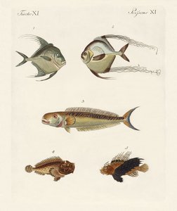 Ostindisk fisk av German School