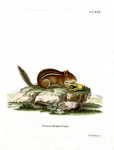 Eastern American Chipmunk (färgad gravyr) av German School