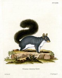 Eastern Grey Squirrel (färgad gravyr) av German School