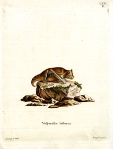 Eastern Red Bat (färgad gravyr) av German School