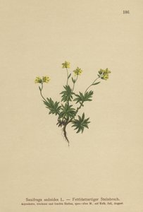 Östra saxifrage (Saxifraga sedoides) av German School