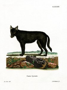 Eastern Timber Wolf (färgad gravyr) av German School