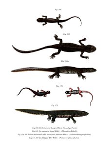 Edough Peninsula Ribbed Newt (färg litho) av German School