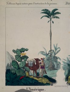 Pedagogisk affisch med Sydamerikas flora och fauna, vänster sida, utgiven av F. Wentzel, Weissenburg, 1840 (se även 379942)