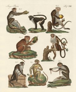 Åtta sorters guenon av German School