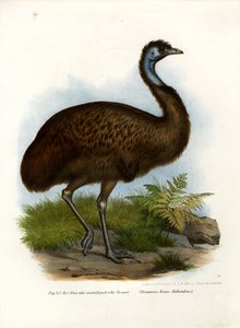 Emu, 1864 av German School
