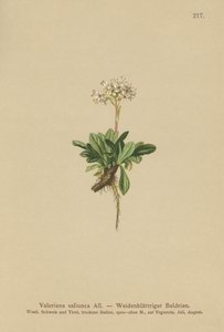 Hela Leaf Valeriana av German School