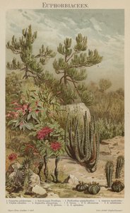 Euphorbias (färg litho) av German School