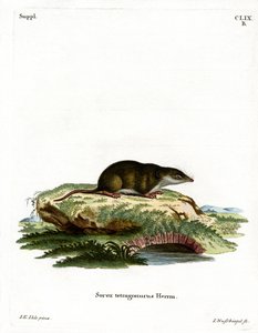 Eurasian Shrew (färgad gravyr) av German School