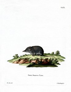 Eurasian Shrew (färgad gravyr) av German School