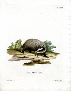 European Badger (färgad gravyr) av German School