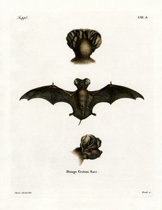European Free-tailed Bat (färgad gravyr) av German School