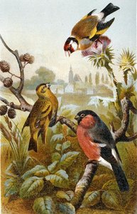 European Goldfinch, Icterine Greenbul and Eurasian Bullfinch, tallrik från "Brehms Tierleben: Allgemeine Kunde des Tierreichs", vol 4, sid. 57, utgiven av Bibliographisches Institut av German School
