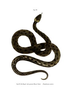 European Grass Snake (färg litho) av German School