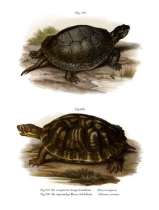 European Pond Turtle (färg litho) av German School