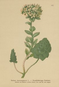 Evergreen Orpine (Sedum Anacampseros, Hylotelephium anacampseros) av German School