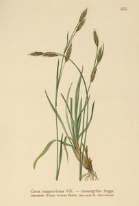 Vintergrön sedge (Carex sempervirens) av German School