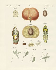 Evolution och reproduktion av växter och sömn av bladen (färgad gravyr) av German School